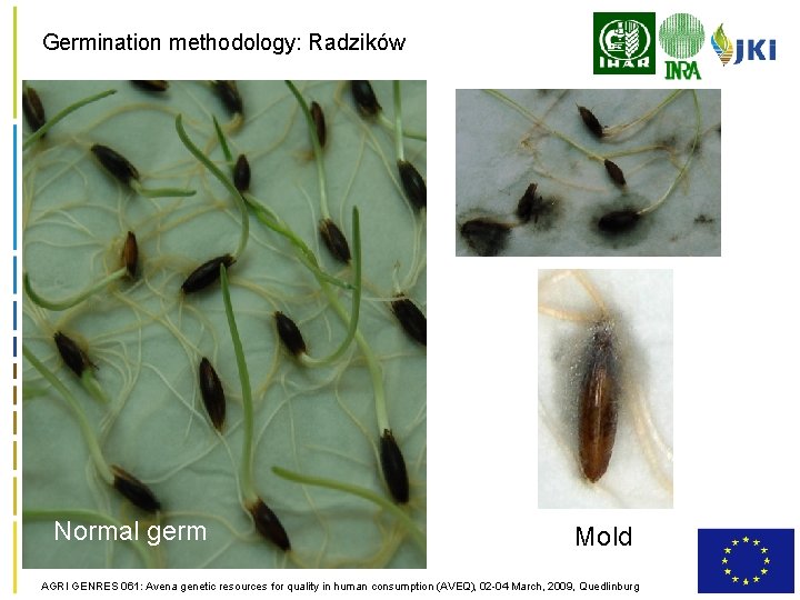 Germination methodology: Radzików Normal germ Mold AGRI GENRES 061: Avena genetic resources for quality