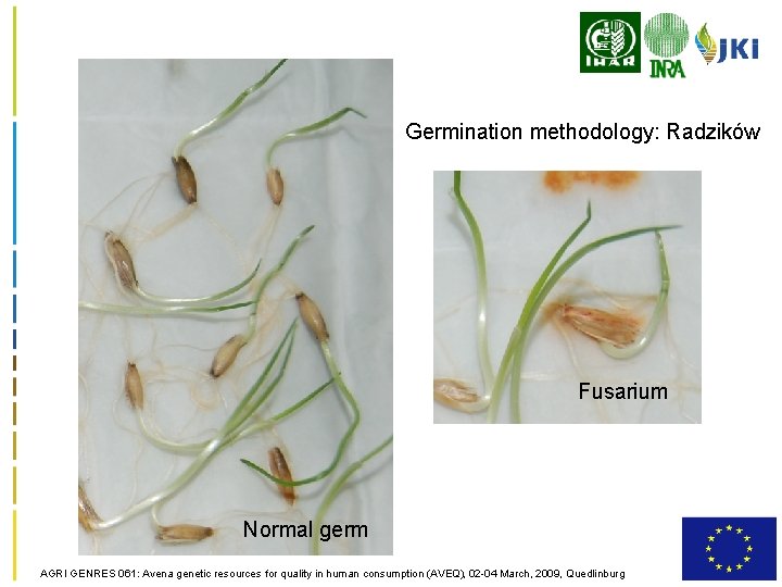 Germination methodology: Radzików Fusarium Normal germ AGRI GENRES 061: Avena genetic resources for quality