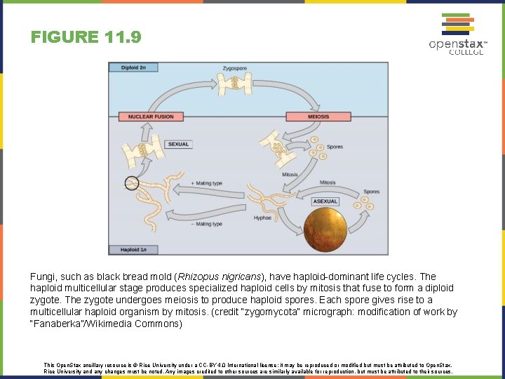 FIGURE 11. 9 Fungi, such as black bread mold (Rhizopus nigricans), have haploid-dominant life