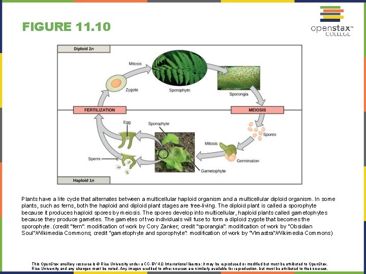 FIGURE 11. 10 Plants have a life cycle that alternates between a multicellular haploid