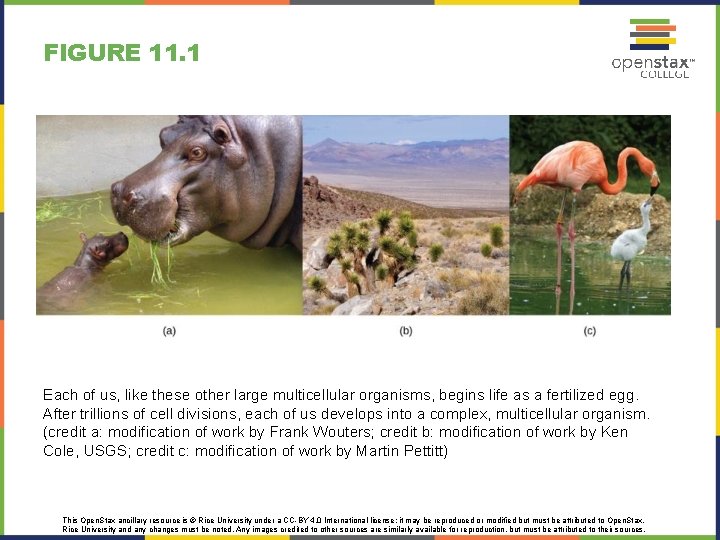 FIGURE 11. 1 Each of us, like these other large multicellular organisms, begins life
