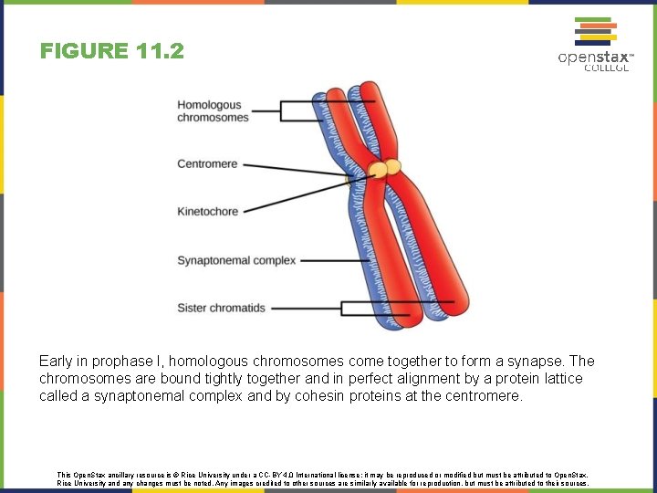 FIGURE 11. 2 Early in prophase I, homologous chromosomes come together to form a