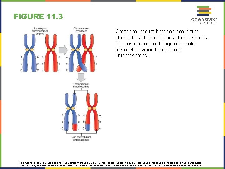 FIGURE 11. 3 Crossover occurs between non-sister chromatids of homologous chromosomes. The result is