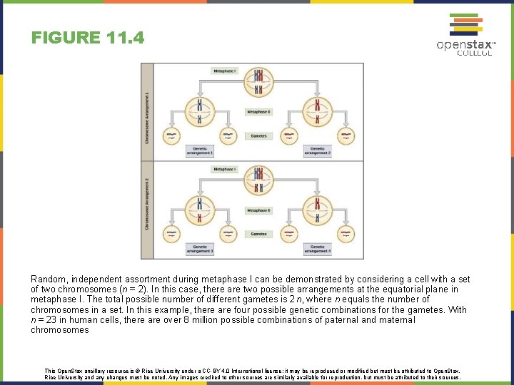 FIGURE 11. 4 Random, independent assortment during metaphase I can be demonstrated by considering