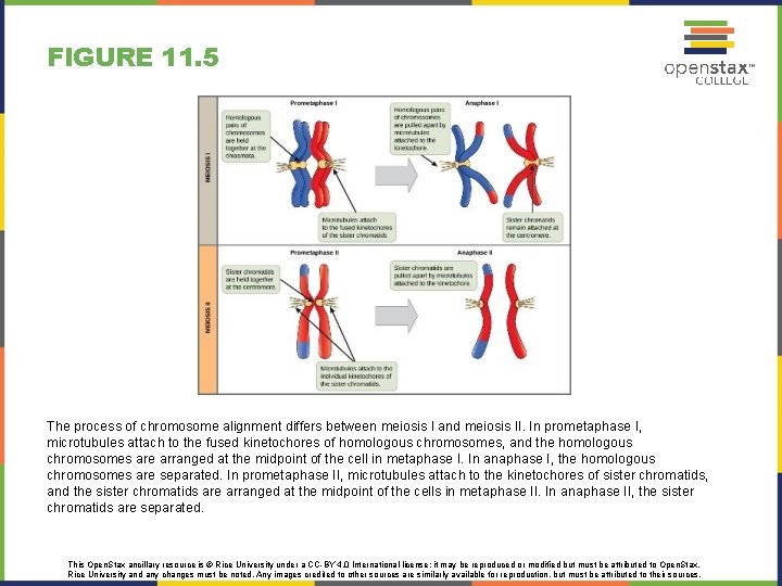 FIGURE 11. 5 The process of chromosome alignment differs between meiosis I and meiosis