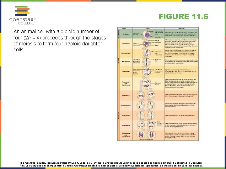 FIGURE 11. 6 An animal cell with a diploid number of four (2 n