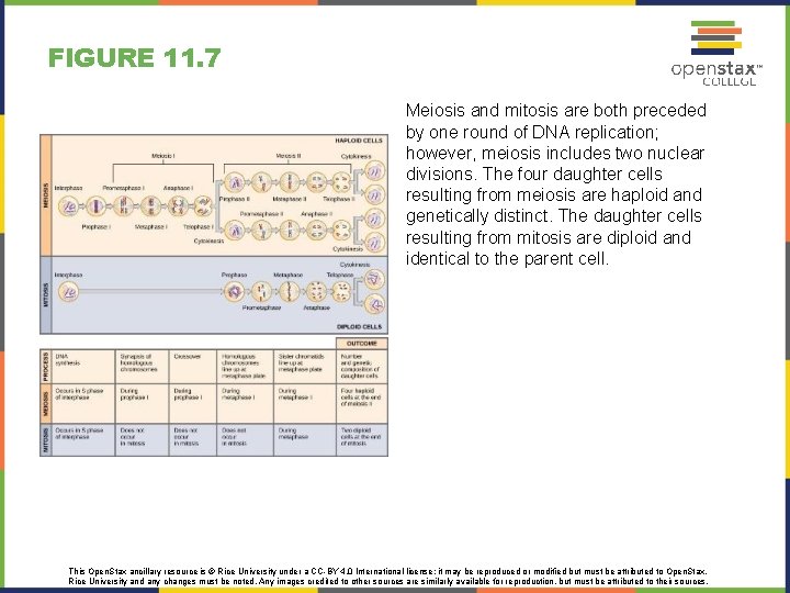 FIGURE 11. 7 Meiosis and mitosis are both preceded by one round of DNA