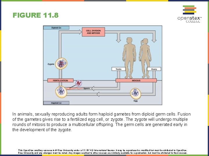 FIGURE 11. 8 In animals, sexually reproducing adults form haploid gametes from diploid germ