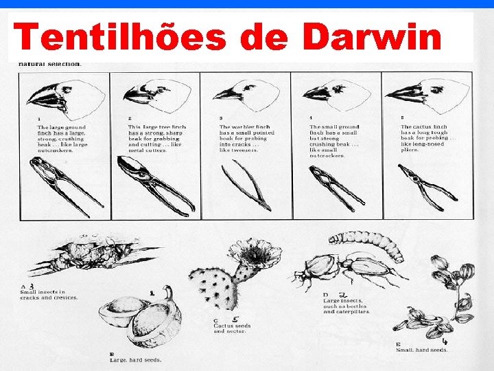 Tentilhões de Darwin 