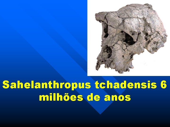 Sahelanthropus tchadensis 6 milhões de anos 