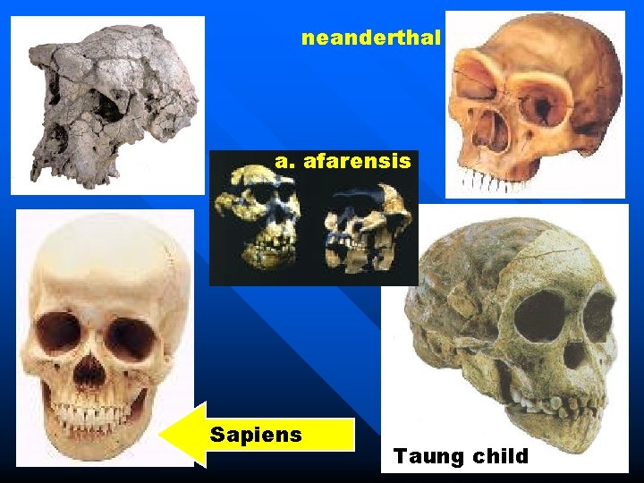 neanderthal a. afarensis Sapiens Taung child 