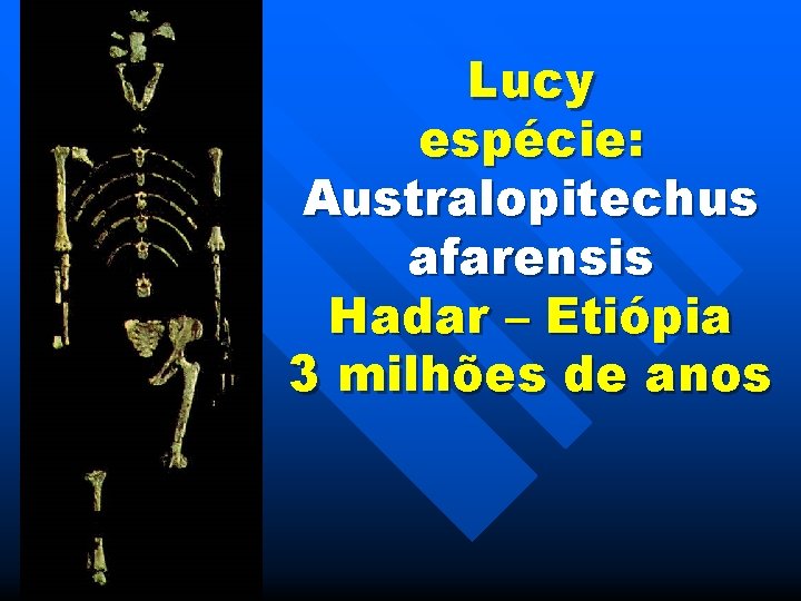 Lucy espécie: Australopitechus afarensis Hadar – Etiópia 3 milhões de anos 