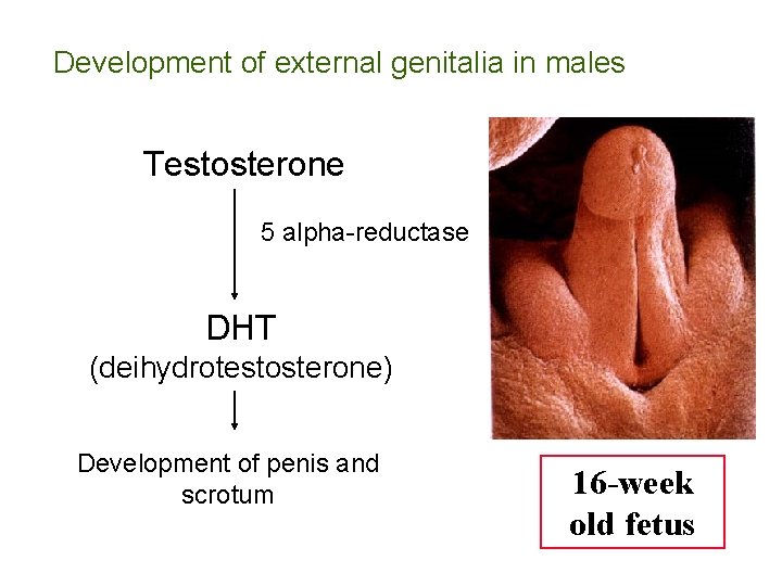 Development of external genitalia in males Testosterone 5 alpha-reductase DHT (deihydrotestosterone) Development of penis