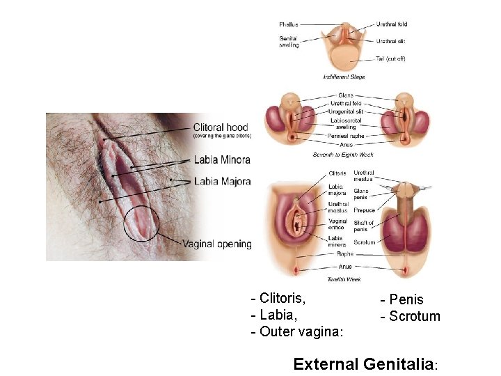 - Clitoris, - Labia, - Outer vagina: - Penis - Scrotum External Genitalia: 