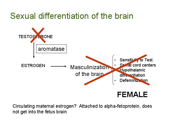 Sexual differentiation of the brain TESTOSTERONE aromatase ESTROGEN Masculinization of the brain • Sensitivity