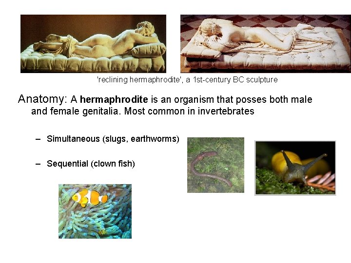 'reclining hermaphrodite', a 1 st-century BC sculpture Anatomy: A hermaphrodite is an organism that