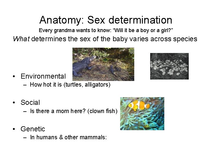 Anatomy: Sex determination Every grandma wants to know: “Will it be a boy or