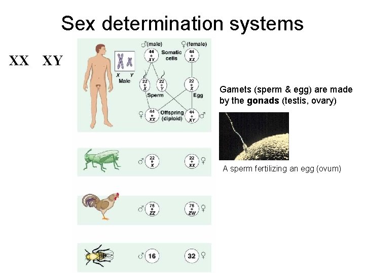 Sex determination systems XX XY Gamets (sperm & egg) are made by the gonads