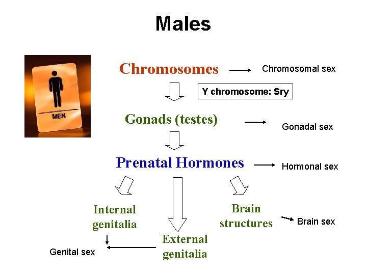 Males Chromosomal sex Y chromosome: Sry Gonads (testes) Gonadal sex Prenatal Hormones Brain structures