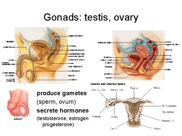 Gonads: testis, ovary produce gametes (sperm, ovum) secrete hormones (testosterone; estrogen, progesterone). 