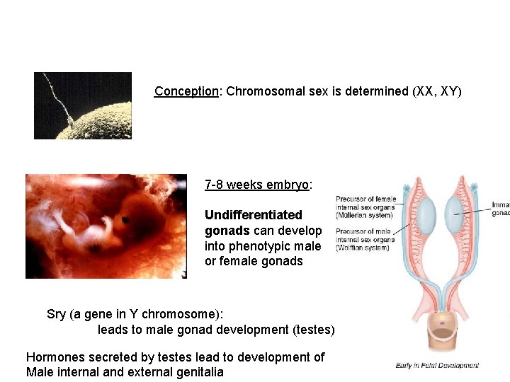 Conception: Chromosomal sex is determined (XX, XY) 7 -8 weeks embryo: Undifferentiated gonads can