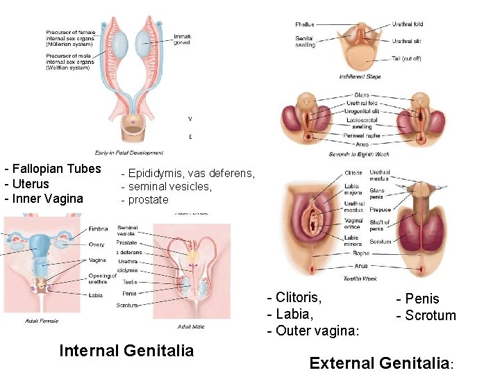 - Fallopian Tubes - Uterus - Inner Vagina - Epididymis, vas deferens, - seminal