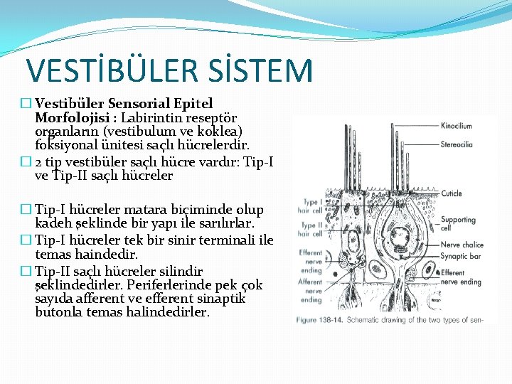 VESTİBÜLER SİSTEM � Vestibüler Sensorial Epitel Morfolojisi : Labirintin reseptör organların (vestibulum ve koklea)