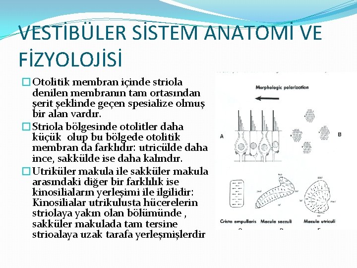 VESTİBÜLER SİSTEM ANATOMİ VE FİZYOLOJİSİ �Otolitik membran içinde striola denilen membranın tam ortasından şerit