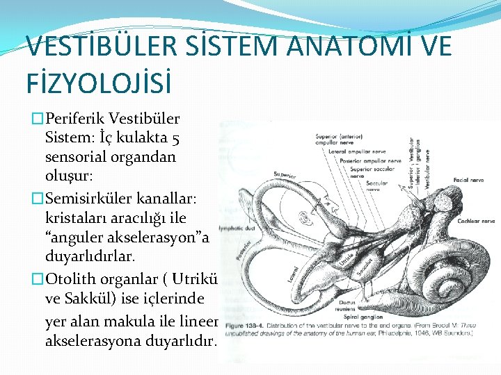 VESTİBÜLER SİSTEM ANATOMİ VE FİZYOLOJİSİ �Periferik Vestibüler Sistem: İç kulakta 5 sensorial organdan oluşur: