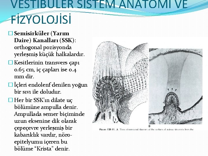 VESTİBÜLER SİSTEM ANATOMİ VE FİZYOLOJİSİ � Semisirküler (Yarım Daire) Kanalları (SSK): orthogonal pozisyonda yerleşmiş