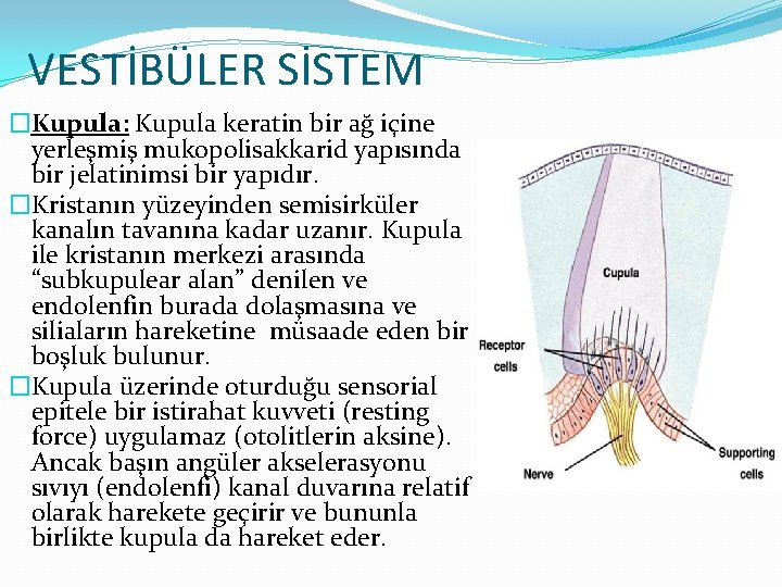 VESTİBÜLER SİSTEM �Kupula: Kupula keratin bir ağ içine yerleşmiş mukopolisakkarid yapısında bir jelatinimsi bir