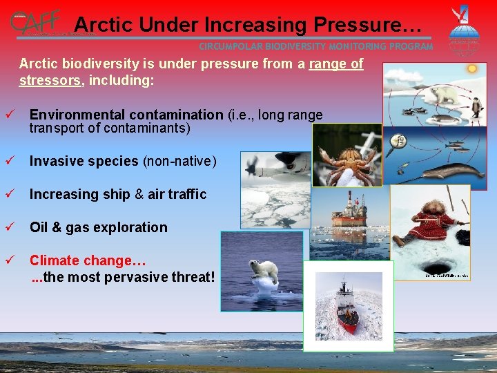 Arctic Under Increasing Pressure… CIRCUMPOLAR BIODIVERSITY MONITORING PROGRAM Arctic biodiversity is under pressure from