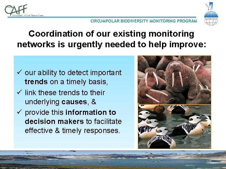 CIRCUMPOLAR BIODIVERSITY MONITORING PROGRAM Coordination of our existing monitoring networks is urgently needed to