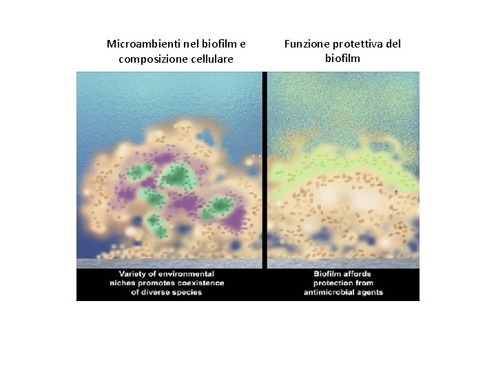 Microambienti nel biofilm e composizione cellulare Funzione protettiva del biofilm 