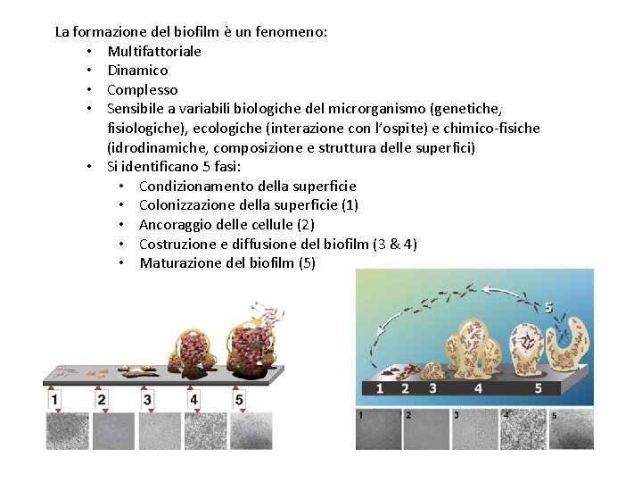 La formazione del biofilm è un fenomeno: • Multifattoriale • Dinamico • Complesso •