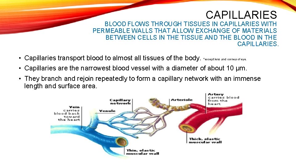 6 2 THE BLOOD SYSTEM UNDERSTANDINGS Arteries convey