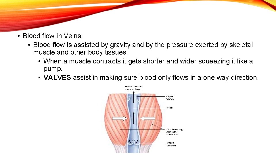  • Blood flow in Veins • Blood flow is assisted by gravity and