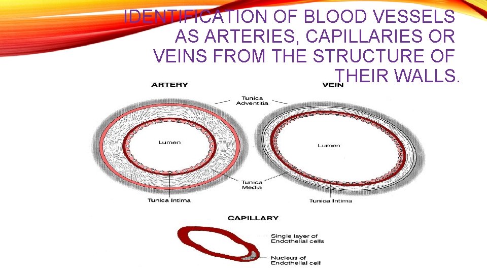 IDENTIFICATION OF BLOOD VESSELS AS ARTERIES, CAPILLARIES OR VEINS FROM THE STRUCTURE OF THEIR