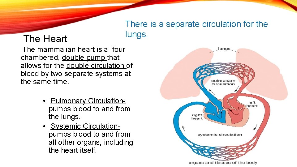 The Heart There is a separate circulation for the lungs. The mammalian heart is