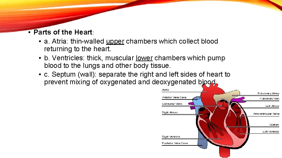  • Parts of the Heart: • a. Atria: thin-walled upper chambers which collect