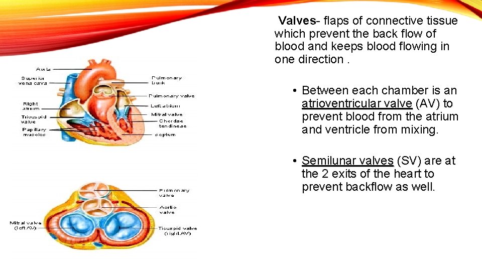 Valves- flaps of connective tissue which prevent the back flow of blood and keeps