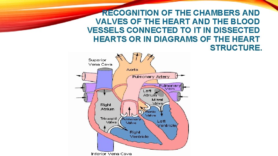 RECOGNITION OF THE CHAMBERS AND VALVES OF THE HEART AND THE BLOOD VESSELS CONNECTED