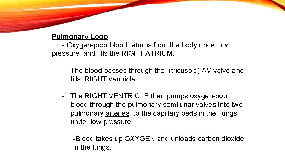 Pulmonary Loop - Oxygen-poor blood returns from the body under low pressure and fills