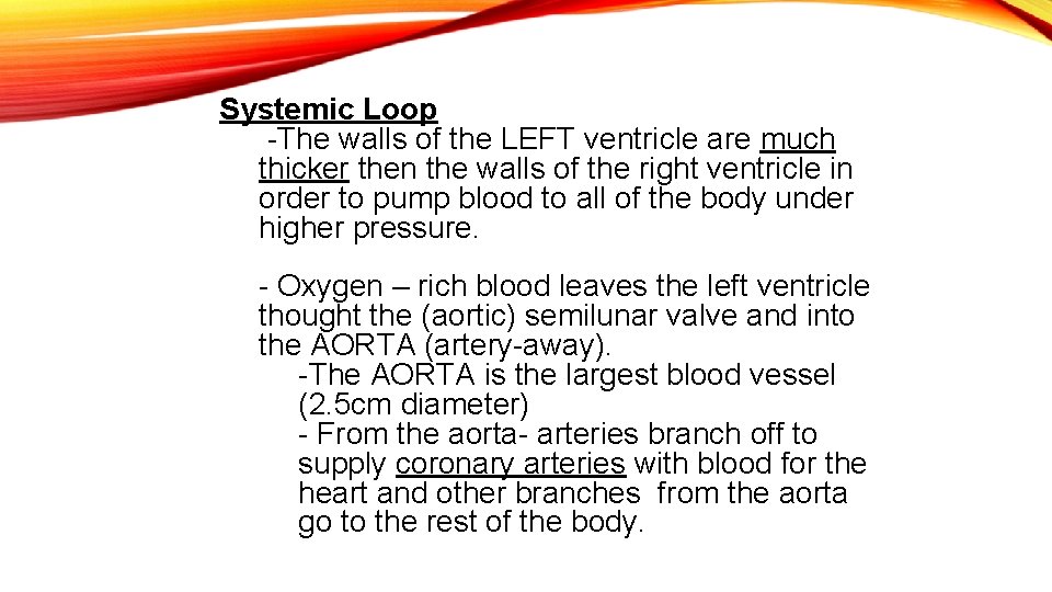 Systemic Loop -The walls of the LEFT ventricle are much thicker then the walls