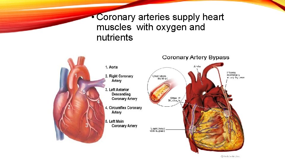  • Coronary arteries supply heart muscles with oxygen and nutrients 