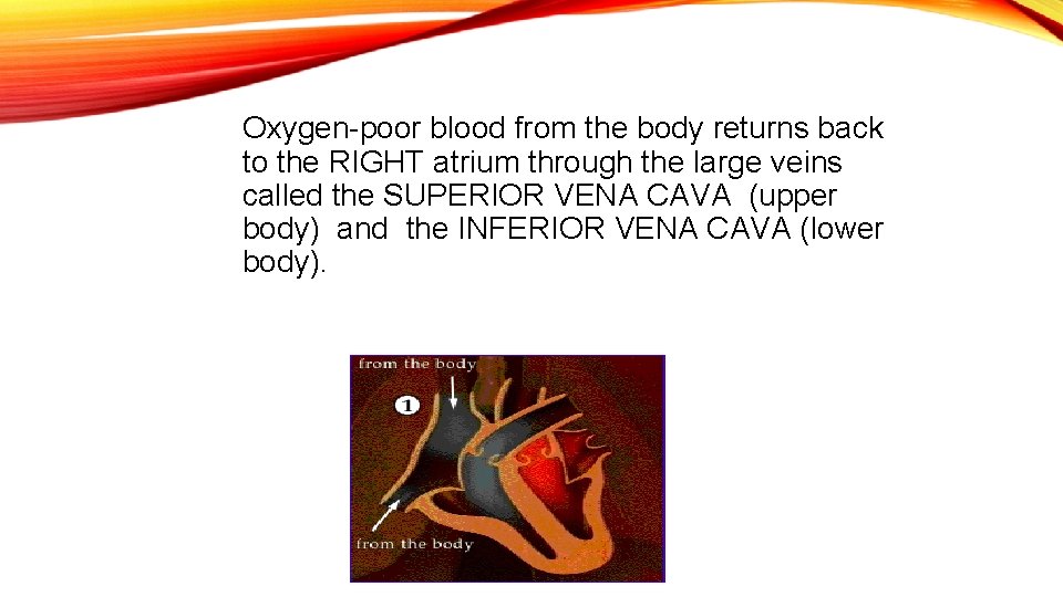 Oxygen-poor blood from the body returns back to the RIGHT atrium through the large