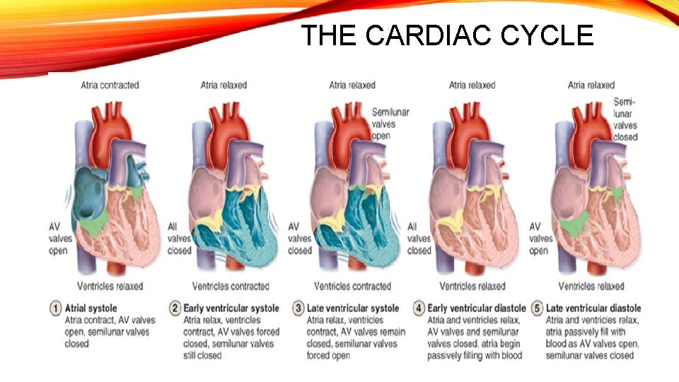 THE CARDIAC CYCLE 