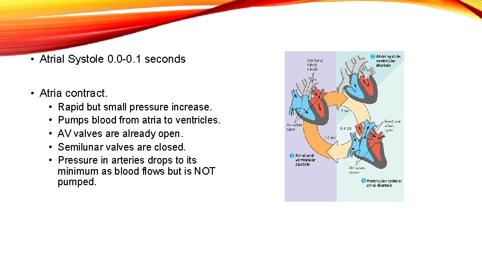  • Atrial Systole 0. 0 -0. 1 seconds • Atria contract. • •