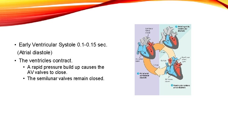 • Early Ventricular Systole 0. 1 -0. 15 sec. (Atrial diastole) • The
