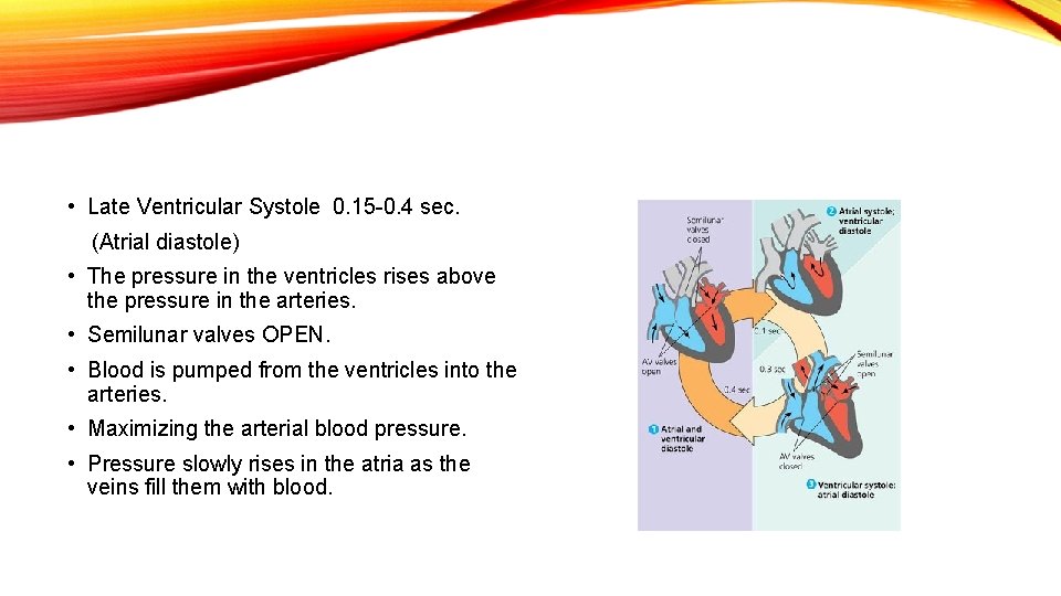  • Late Ventricular Systole 0. 15 -0. 4 sec. (Atrial diastole) • The